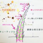 髪の毛のダメージ‼について書いてみる【PART 3】