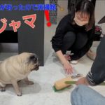 うちのあい子は、邪魔ばかりする😫